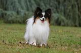 EPAGNEUL PAPILLON 045
